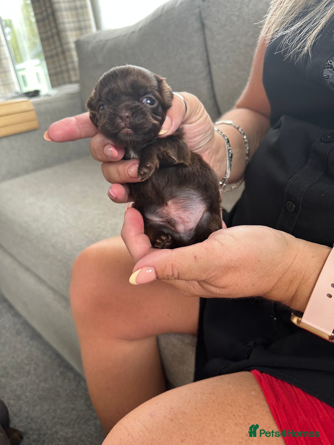 Shih Tzu dogs for sale: Gorgeous solid chocolate KC Shih tzu boys - Image 5