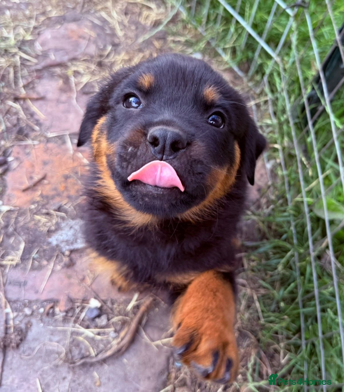 Rottweiler dogs 8 Gorgeous Rottweiler Puppies  - Advert 4