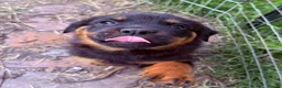 Rottweiler dogs for sale: 8 Rottweiler Pups (ONLY 2 LEFT) - Advert 1