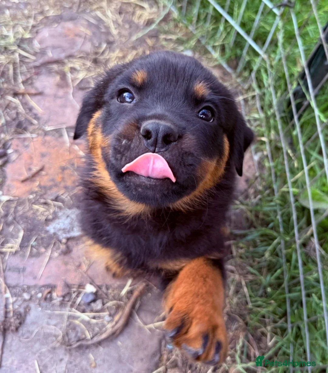 Rottweiler dogs for sale: 8 Rottweiler Pups (ONLY 2 LEFT) - Advert 1