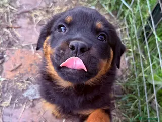 Rottweiler dogs 8 Gorgeous Rottweiler Puppies - Advert 4
