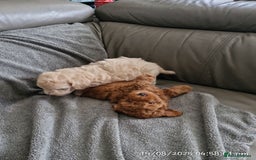 Poochon dogs for sale: Two gorgeous Poochon puppies - Image 1