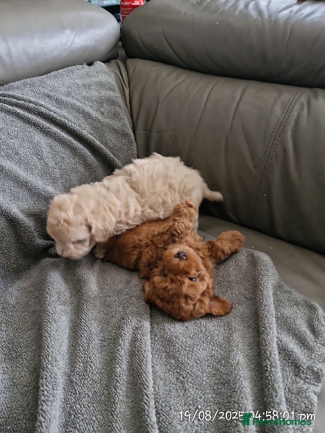 Poochon dogs for sale: Two gorgeous Poochon puppies - Image 1
