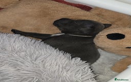 Staffordshire Bull Terrier dogs for sale: Staffordshire bull terrier  - Advert 19