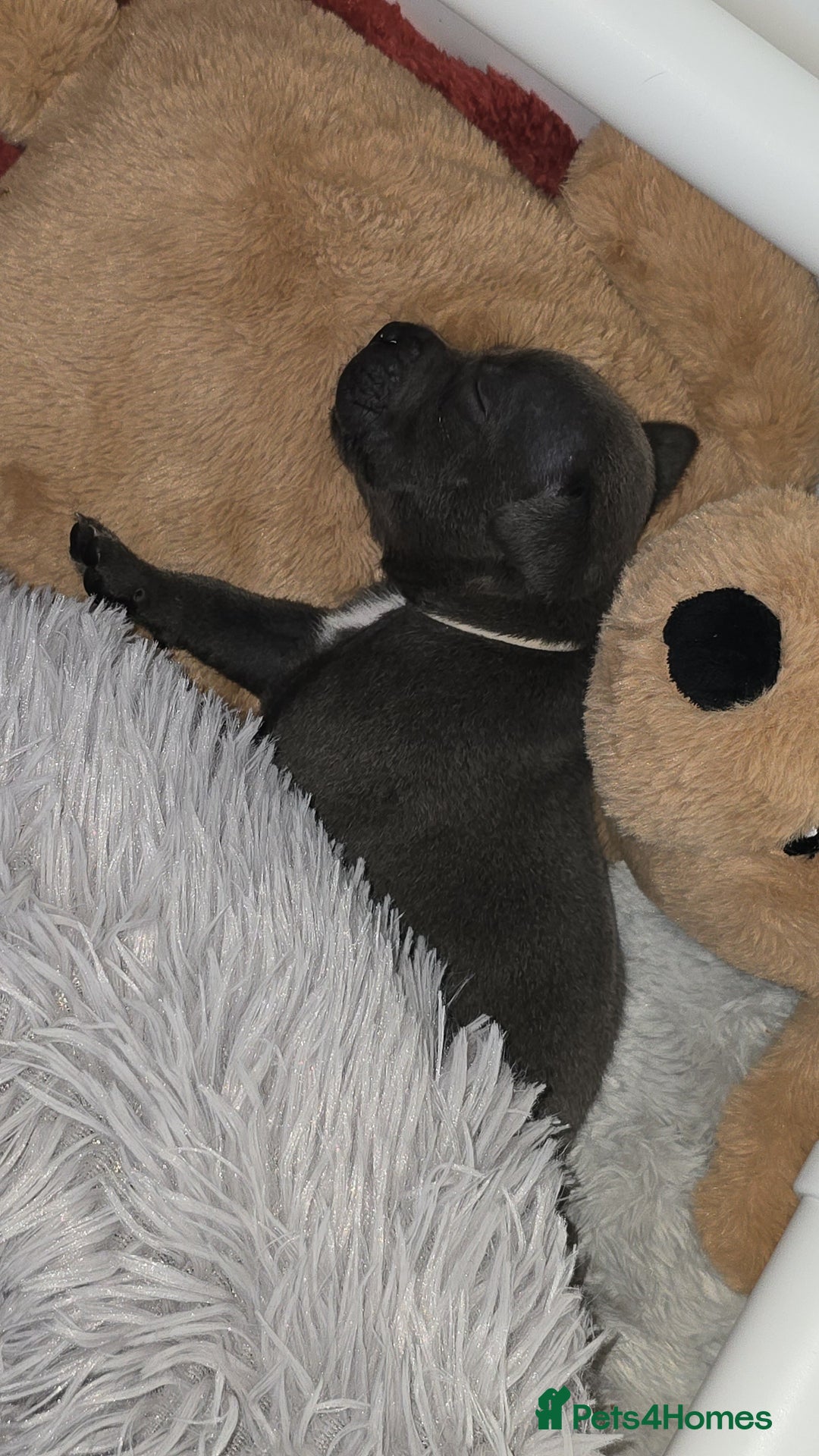 Staffordshire Bull Terrier dogs for sale: Staffordshire bull terrier  - Advert 19