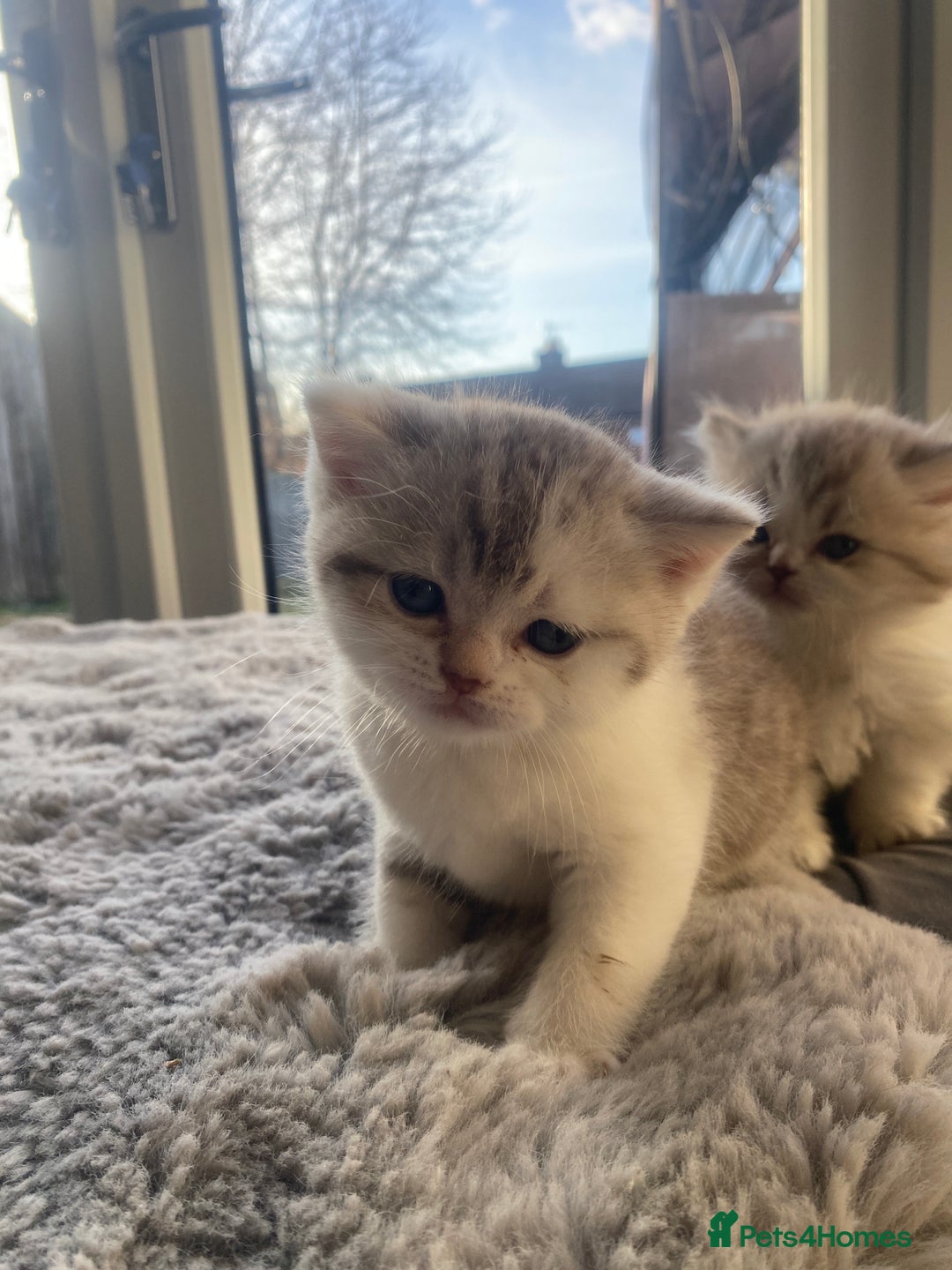 British Shorthair cats for sale: British shorthair longhair TICA boys tabby bio - Advert 9