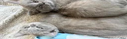 British Shorthair cats for sale: Beautiful British Blue shorthair X Ragdoll babies  - Advert 10