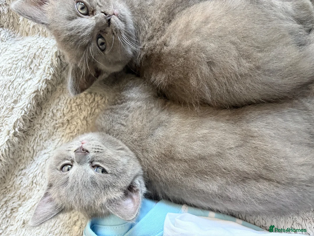 British Shorthair cats for sale: Beautiful British Blue shorthair X Ragdoll babies  - Advert 10