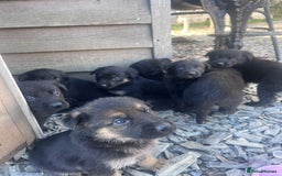 Labrador Retriever dogs for sale: Incredible repeat mating  - Image 21