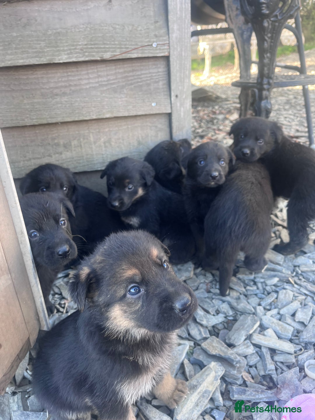 Labrador Retriever dogs for sale: Incredible repeat mating  - Image 21
