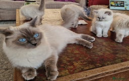 Ragdoll cats for sale: GORGREOUS 1/2 PEDIGREE RAGDOLL KITTENS 💗 - Image 21