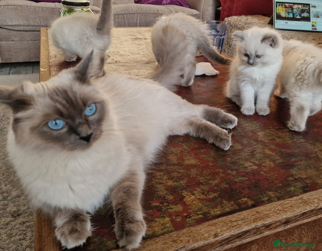 Ragdoll cats for sale: GORGREOUS 1/2 PEDIGREE RAGDOLL KITTENS 💗 - Image 21