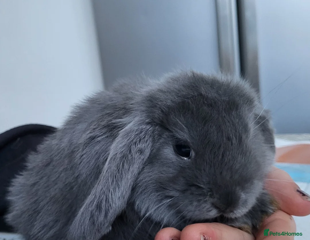 Mini Lop rabbits for sale: Beautiful Mini lop looking good a home . - Advert 6