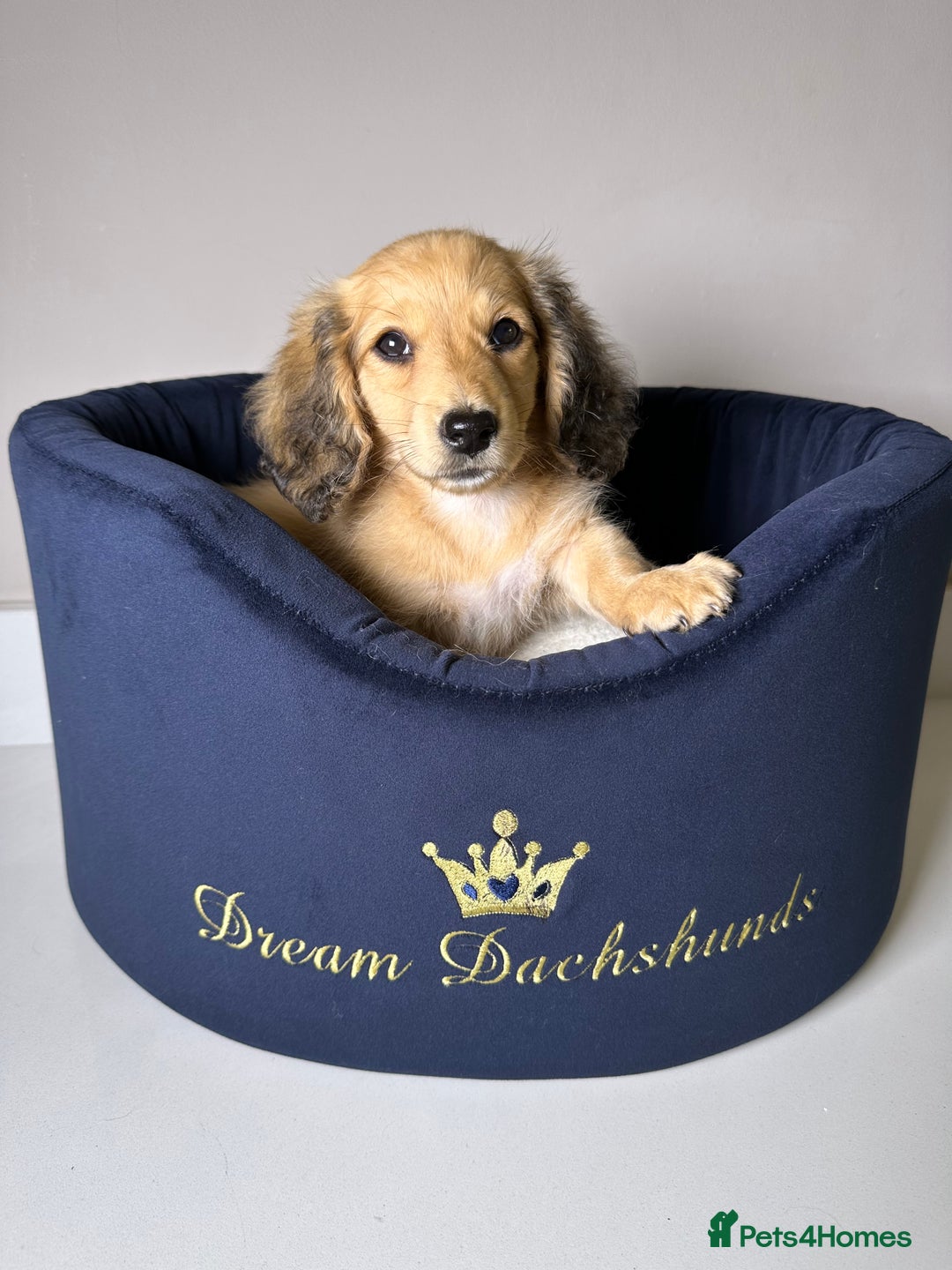 Miniature Dachshund dogs for sale: ℂ𝕝𝕖𝕒𝕣 ℂ𝕣𝕖𝕒𝕞 𝕄𝕚𝕟𝕚 𝔻𝕒𝕔𝕙𝕤𝕙𝕦𝕟𝕕𝕤 in Bootle - Image 6