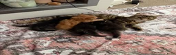Mixed Breed cats for sale: Beautiful sociable fluff balls - Advert 6