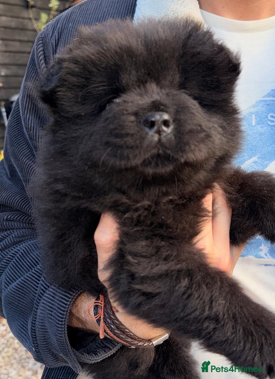 Chow Chow dogs for sale: Ready to go to their new homes.  - Advert 4