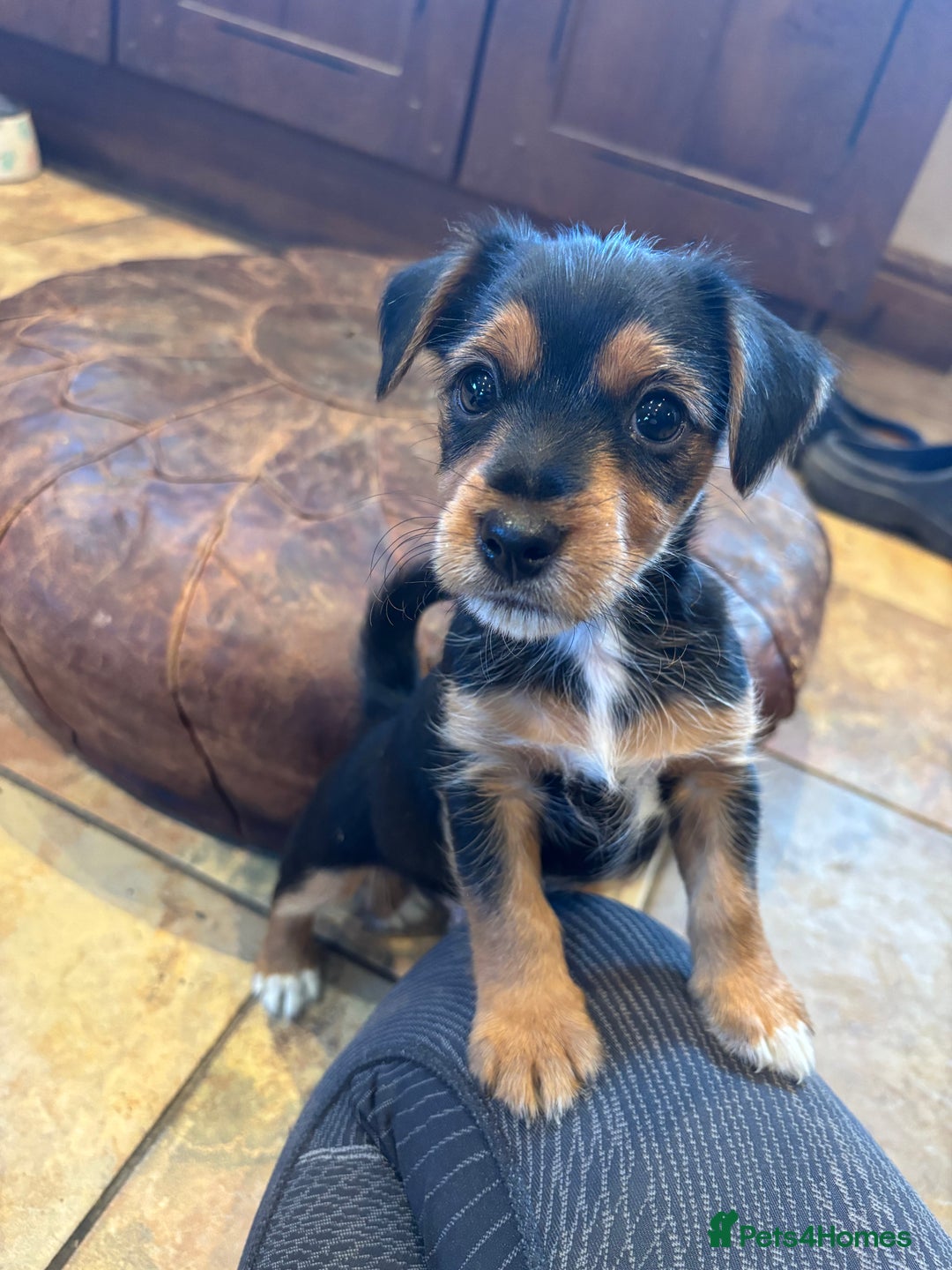 Jack Russell dogs for sale: Jack Russell terrier Pups!  - Advert 14