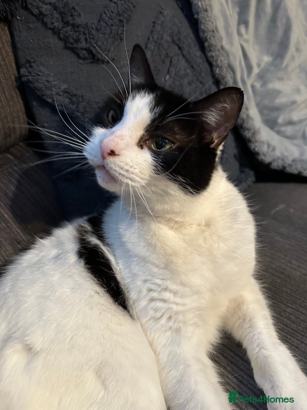 Mixed Breed cats for sale: Can you give Dennis a loving home? - Image 2