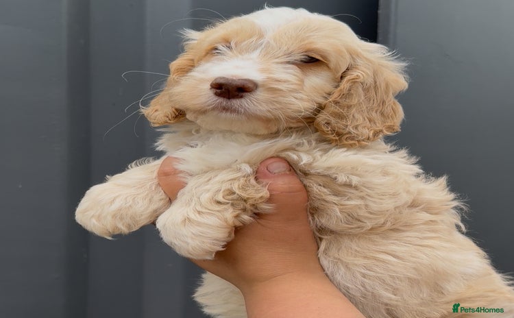 Cockapoo dogs - Advert 1