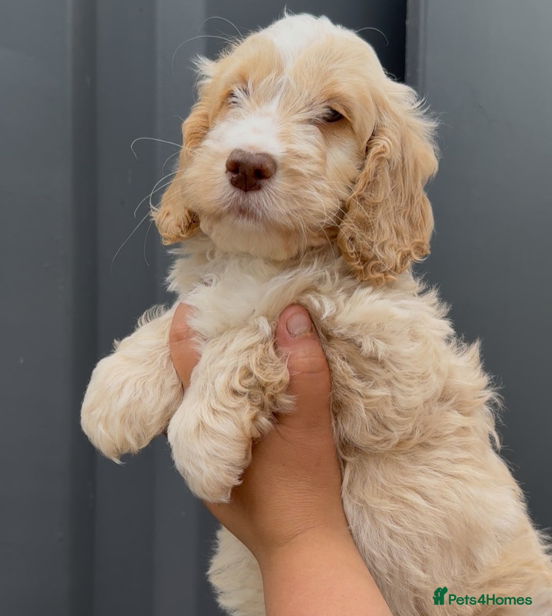 Cockapoo dogs for sale: Last Cockapoo Puppy - Litter of 7 – Reduced Price - Image 1
