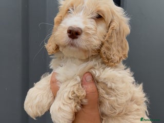 Cockapoo dogs - Advert 1