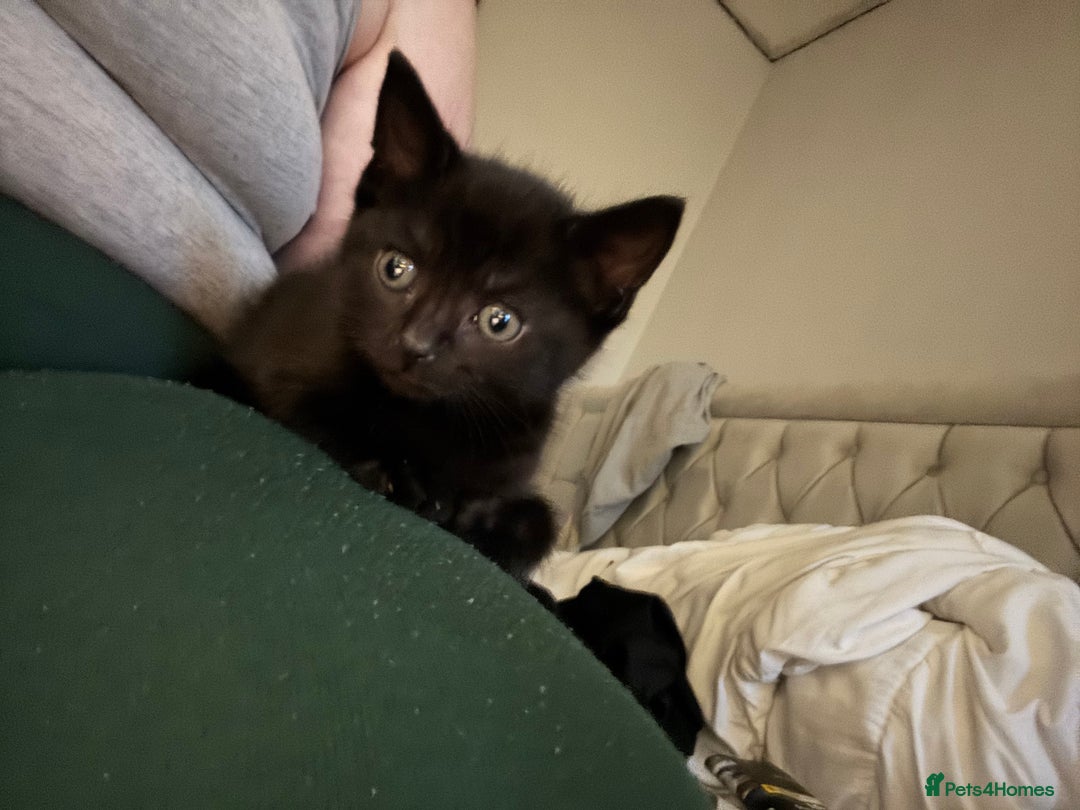 Mixed Breed cats for sale: Kitten - Image 8