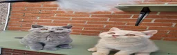 British Shorthair cats for sale: British Shorthair boy and girl.  - Advert 8