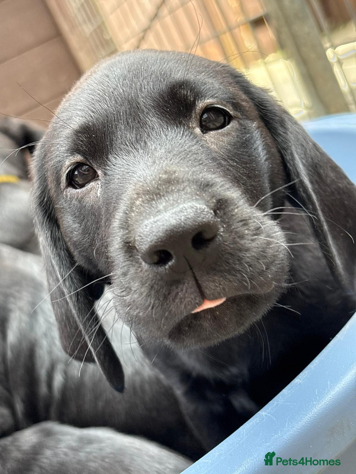 Labrador Retriever dogs Gorgeous  labrador retriever puppies for s - Advert 4