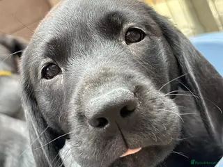 Labrador Retriever dogs Gorgeous labrador retriever puppies for s - Advert 4