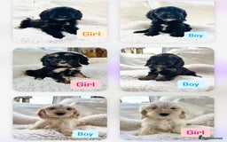 Cockapoo dogs for sale: Gorgeous F1 Cockapoo puppies - Image 9