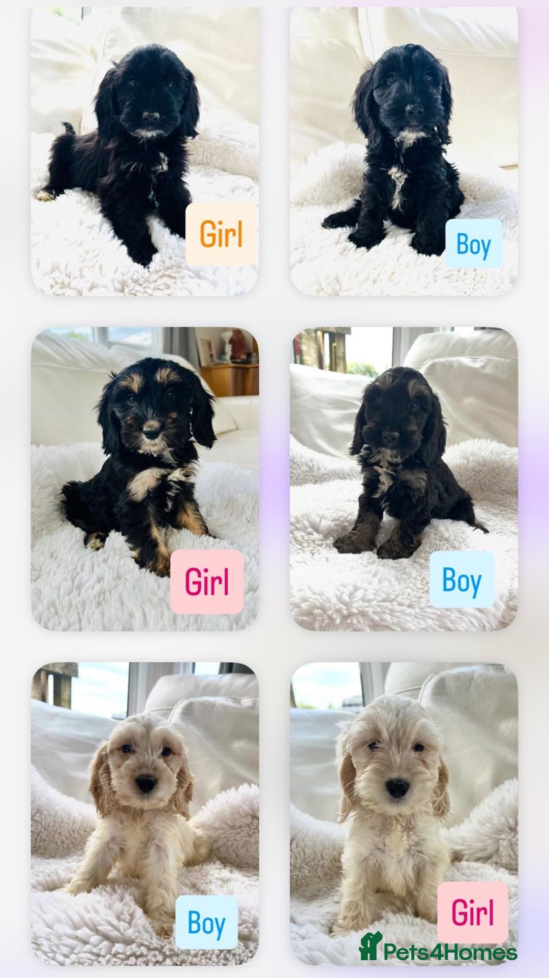 Cockapoo dogs for sale: Gorgeous F1 Cockapoo puppies - Image 9