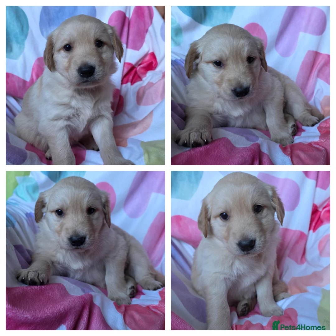 Mixed Breed dogs for sale: Golden shepherds - Advert 13