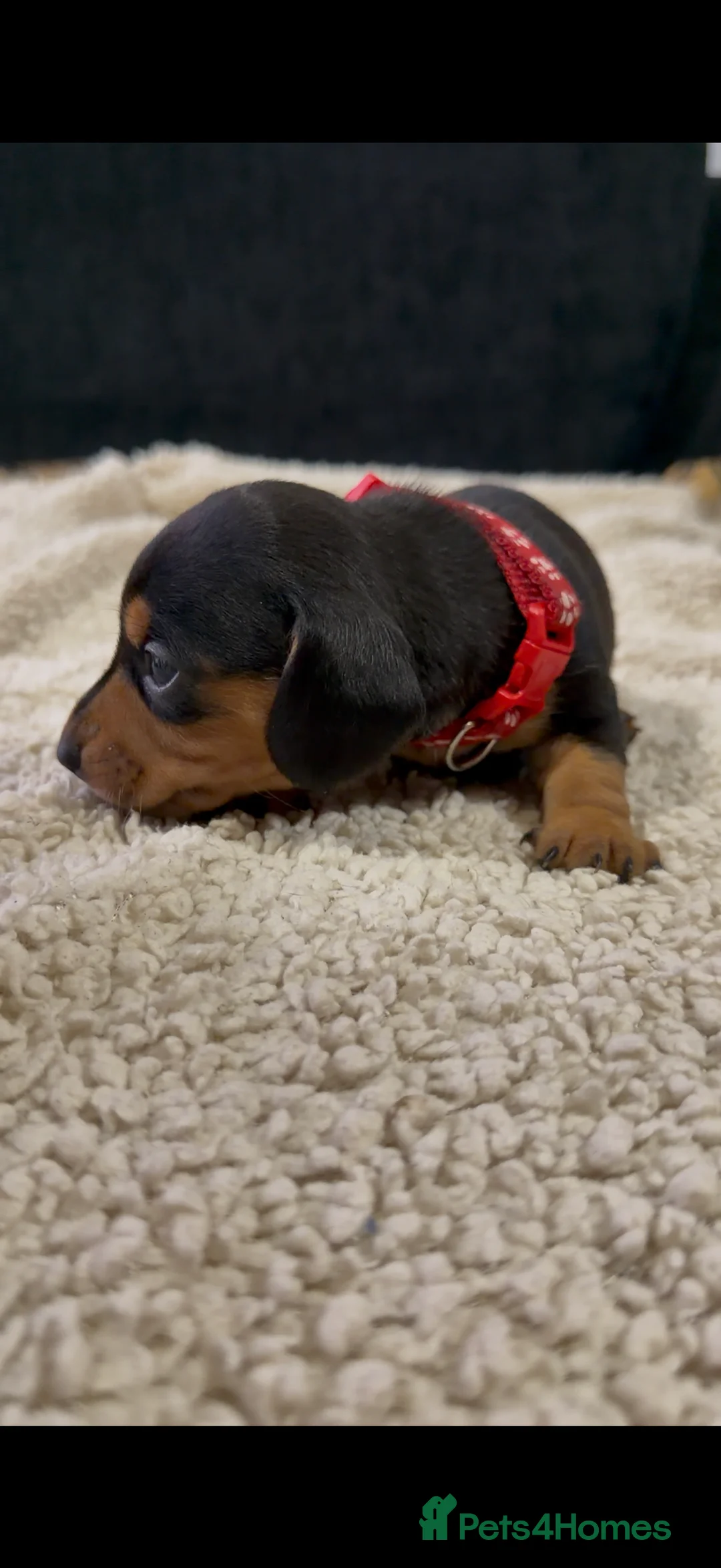 Miniature Dachshund dogs for sale: Miniature Dachshund Puppies - Advert 13