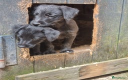 Mixed Breed dogs for sale: Bedlington x whippet pups  - Image 6