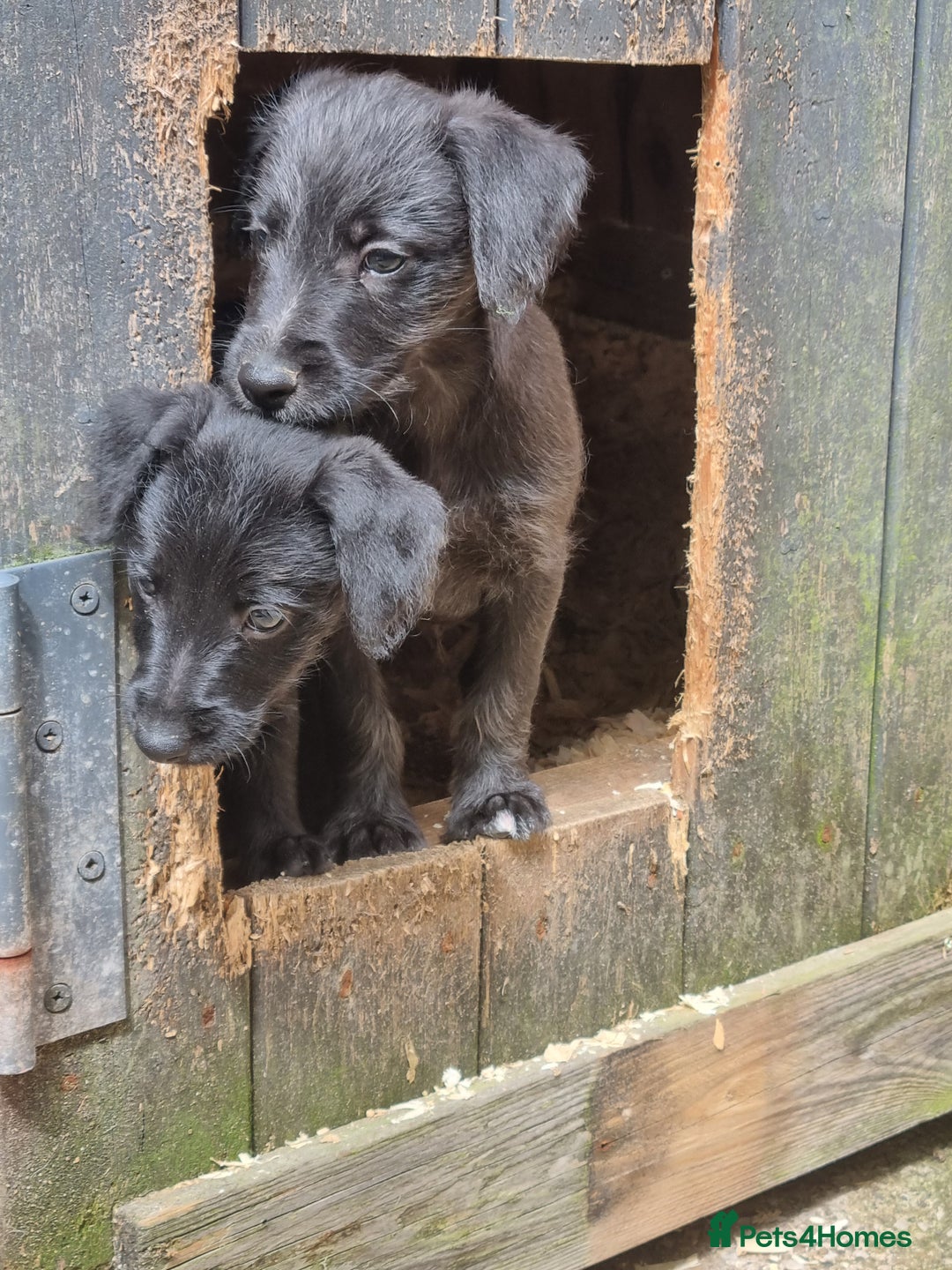 Mixed Breed dogs for sale: Bedlington x whippet pups  - Image 6
