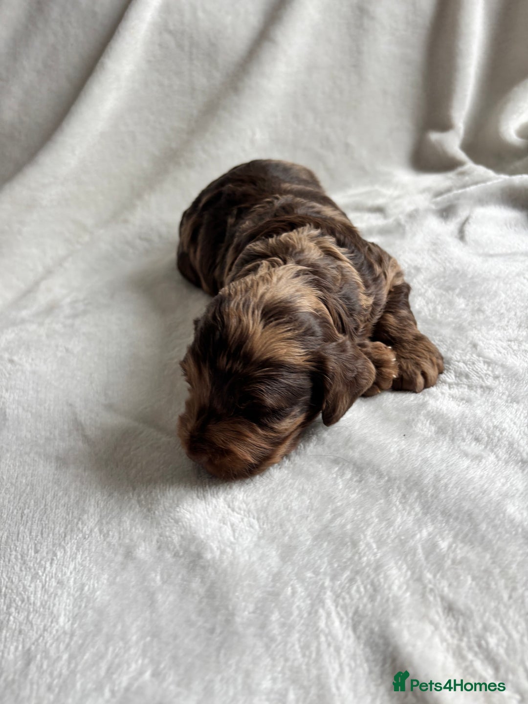 Cockapoo dogs for sale: F1 COCKAPOO  - Image 7