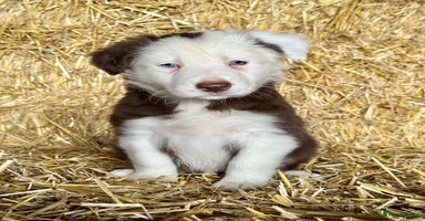 Border Collie dogs - Advert 6