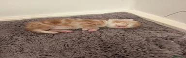 British Longhair 1