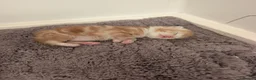 British Longhair cats for sale: 1 fluffy ginger kitten  - Advert 2