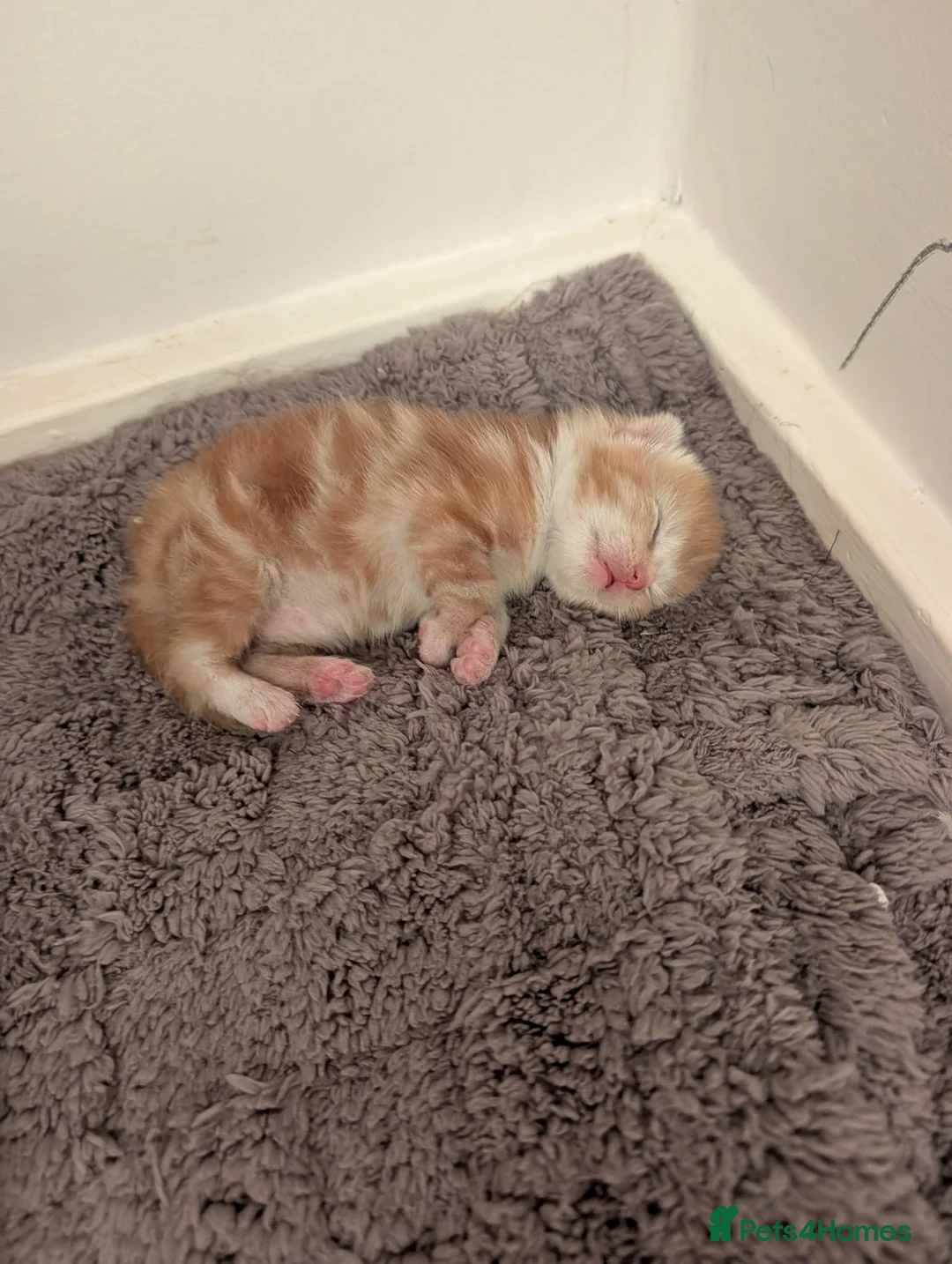British Longhair cats for sale: 1 fluffy ginger kitten  - Advert 2