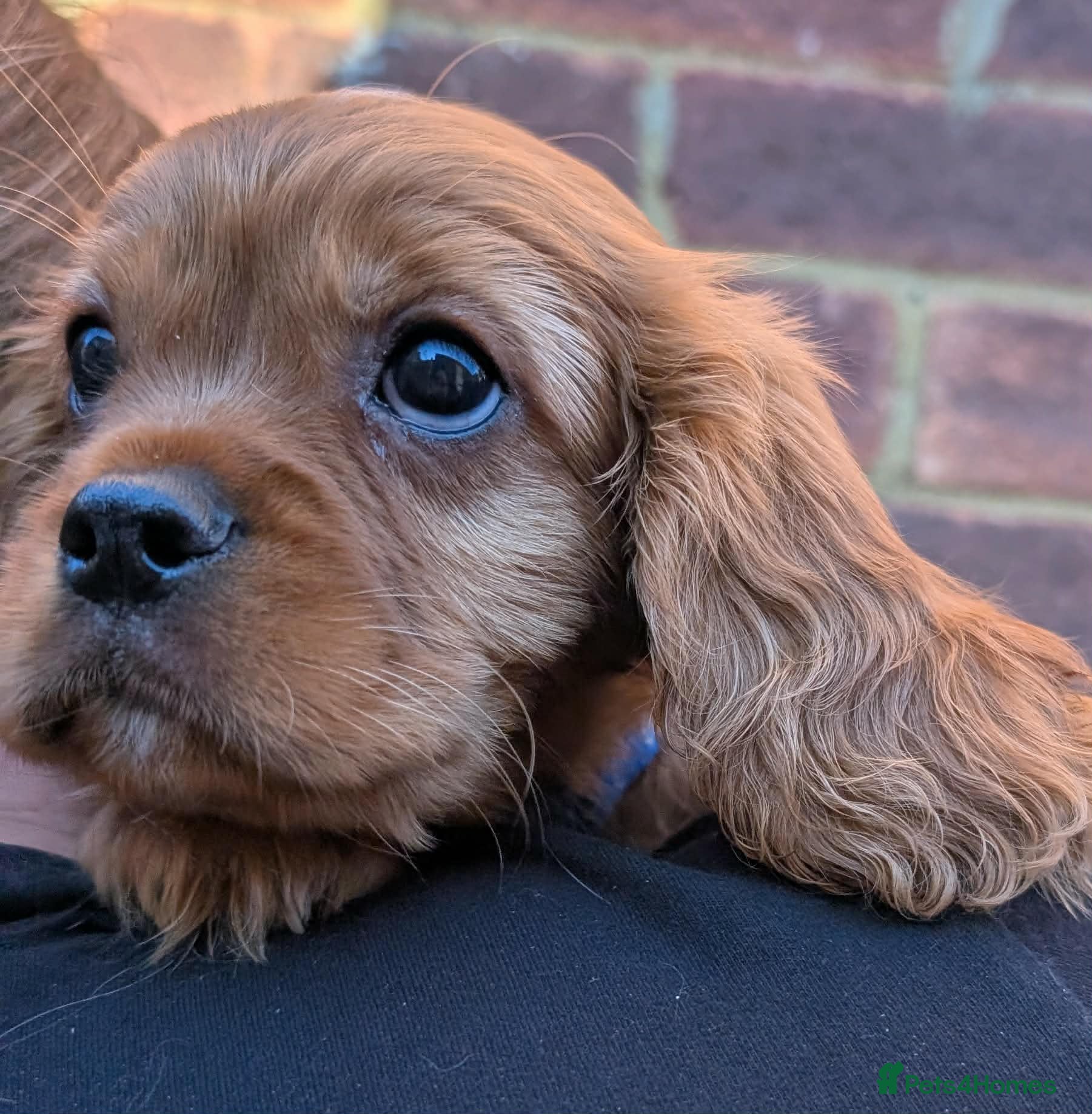 Cavalier King Charles Spaniel dogs *Two Boys Left!* Cavalier King Charles Puppies!  - Advert 1