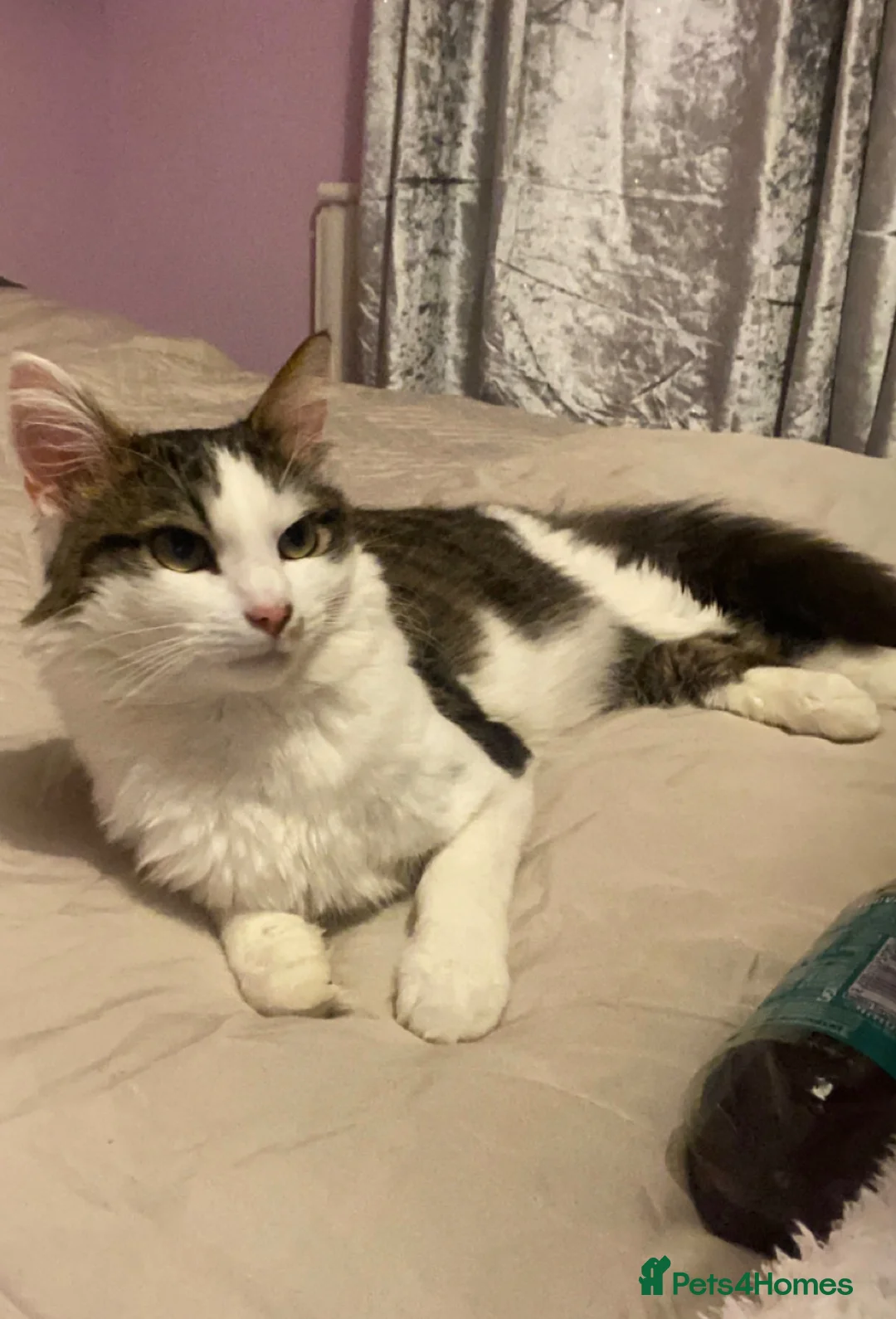Mixed Breed cats for sale: 5 kittens  in Scunthorpe - Advert 2
