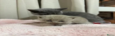 British Shorthair 2