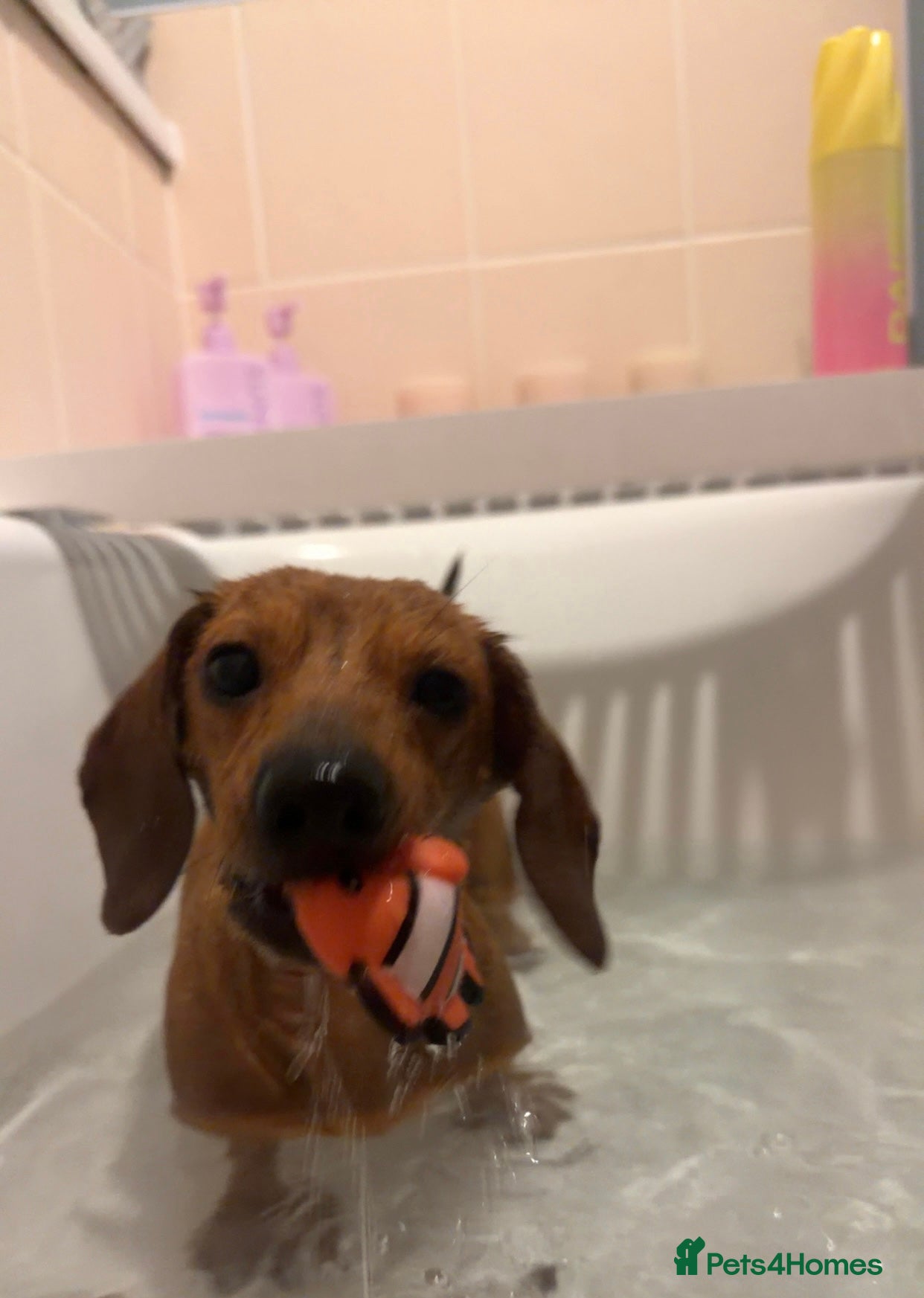 Dachshund dogs 2 female 1 male mini sausage dogs. - Advert 4