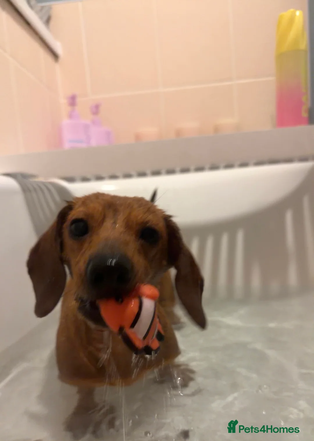 Dachshund dogs for sale: 2 female 1 male mini sausage dogs. - Advert 1