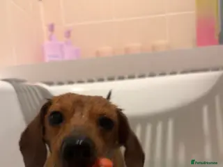 Dachshund dogs 2 female 1 male mini sausage dogs. - Advert 5