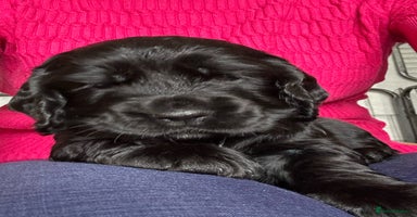 Cocker Spaniel dogs - Advert 3