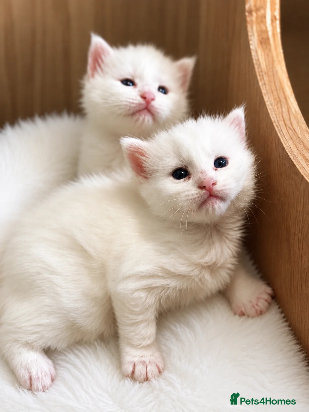 Maine Coon cats for sale: Stunning Main coon Kittens  in Sunderland - Advert 2