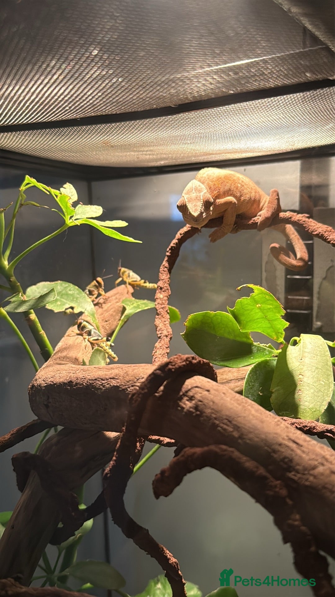 Chameleon reptiles Female Panther Chameleon - Advert 1