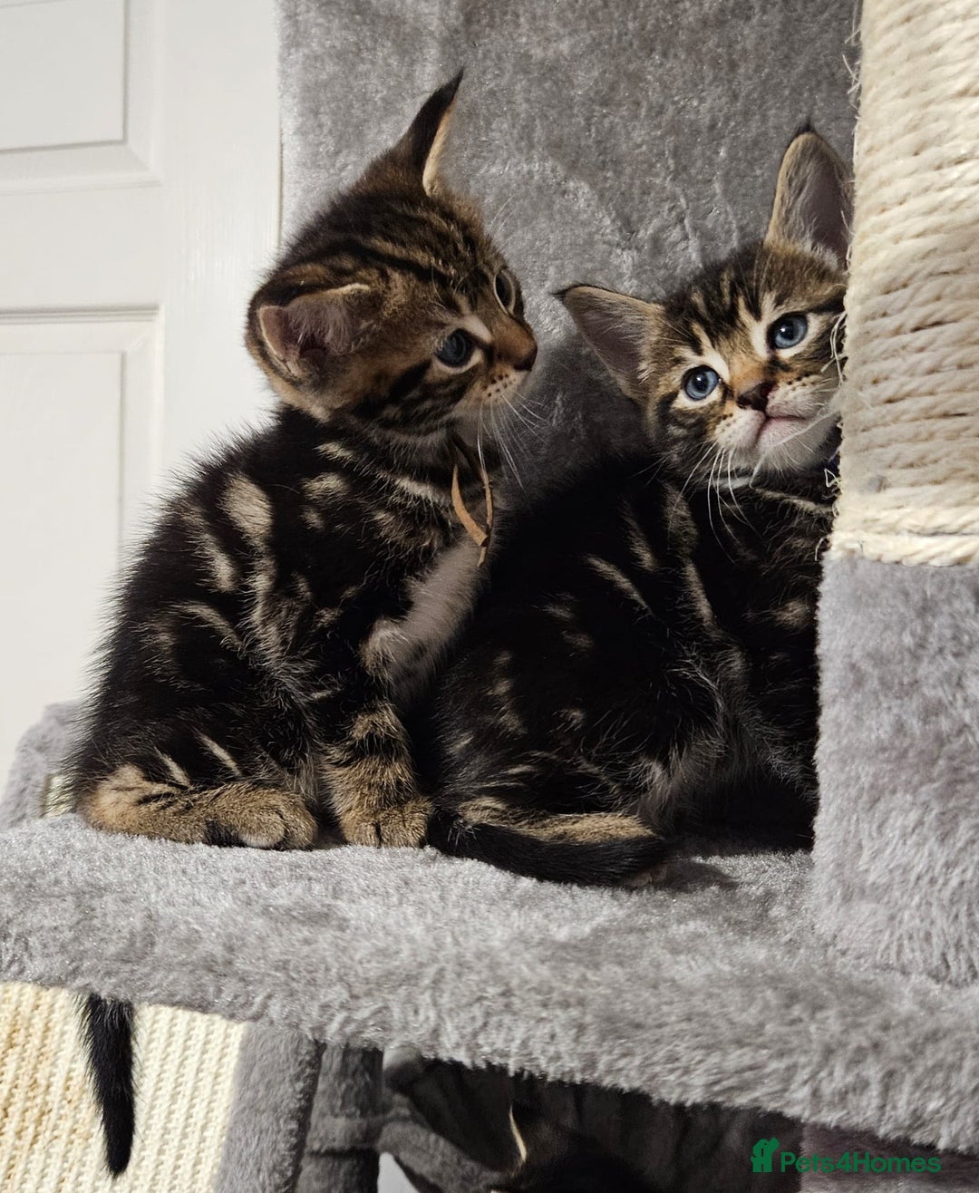 Russian Blue cats for sale: Mix Russian Blue and Maine Coon - Image 12